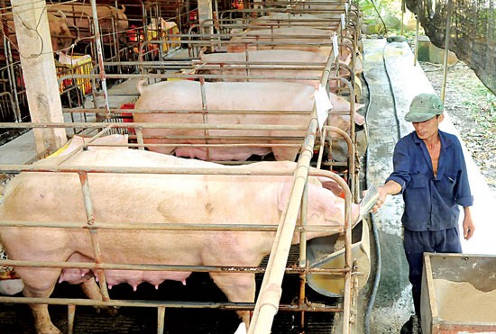 Vietnam authority decides to stop importing animal feeds with stimulants starting October 1, 2017(Photo: SGGP)